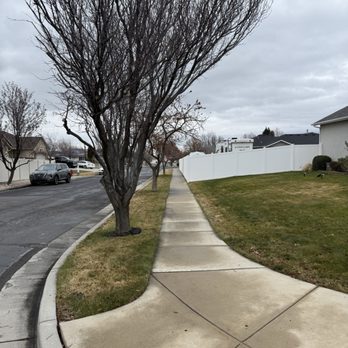 Strong Roots - After trimming - Tree Services Near Me - West Jordan, Utah Strong Roots - After trimming - Tree Services Near Me - West Jordan, Utah