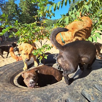 PAWS'itive Pals Dog Training - Pet Training Near Me - Grass Valley, California PAWS'itive Pals Dog Training - Pet Training Near Me - Grass Valley, California