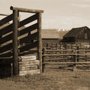 Photo of Side of Beef CO