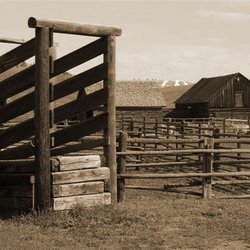 Side of Beef CO - Side of Beef Colorado - All Natural Highland Beef - Cattle Ranch