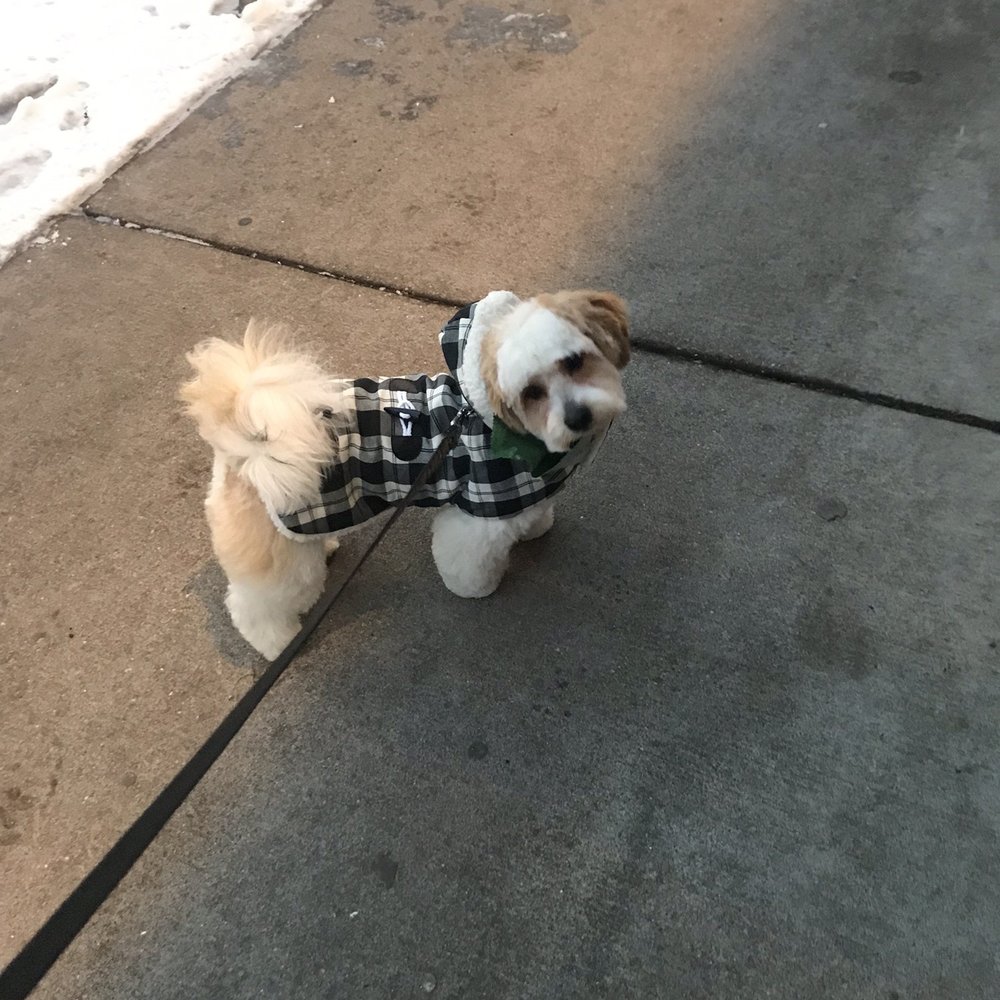 Straight from the groomer and he knows he is too cute. Smh