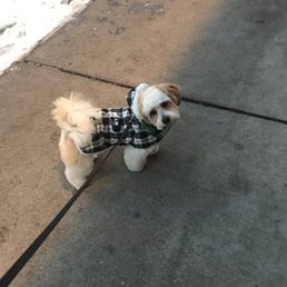Straight from the groomer and he knows he is too cute. Smh