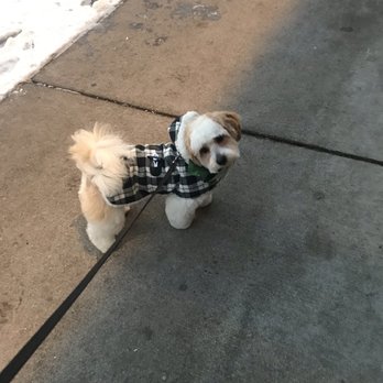 Bark Place - Straight from the groomer and he knows he is too cute. Smh - Pet Groomers Near Me - Chicago, Illinois