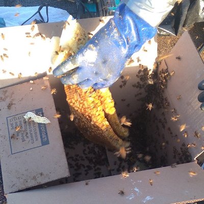 Bee Relocation - For the better of the world and our environment. We safely relocate our bees so they can continue to replenish our world and get out of your hair. Bee Relocation - For the better of the world and our environment. We safely relocate our bees so they can continue to replenish our world and get out of your hair.