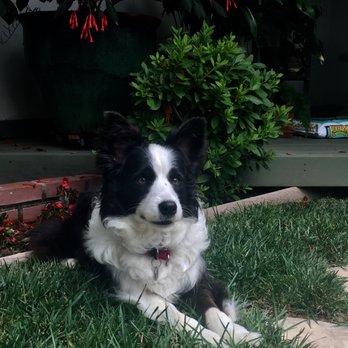 Two Hands Four Paws - Veterinarians Near Me - Los Angeles, California