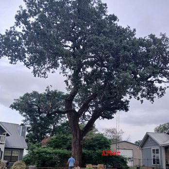 Gary's Tree Service - 300 year old Oak after trimming by Gary's tree service - Tree Services Near Me Gary's Tree Service - 300 year old Oak after trimming by Gary's tree service - Tree Services Near Me