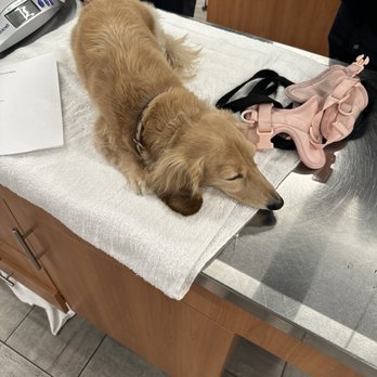 Veterinary Emergency Group - Emergency Pet Hospital Near Me - Chicago, Illinois