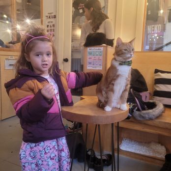 NEKO: A Cat Cafe - Themed Cafes Near Me - Seattle, Washington