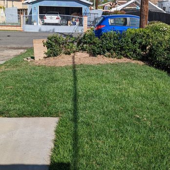 Wilmer’s Tree Service - After - Tree Services Near Me Wilmer’s Tree Service - After - Tree Services Near Me