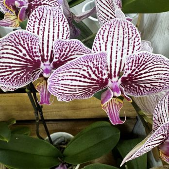 Sprouts Farmers Market - Beautiful orchids - Grocery Near Me - Cerritos, California Sprouts Farmers Market - Beautiful orchids - Grocery Near Me - Cerritos, California