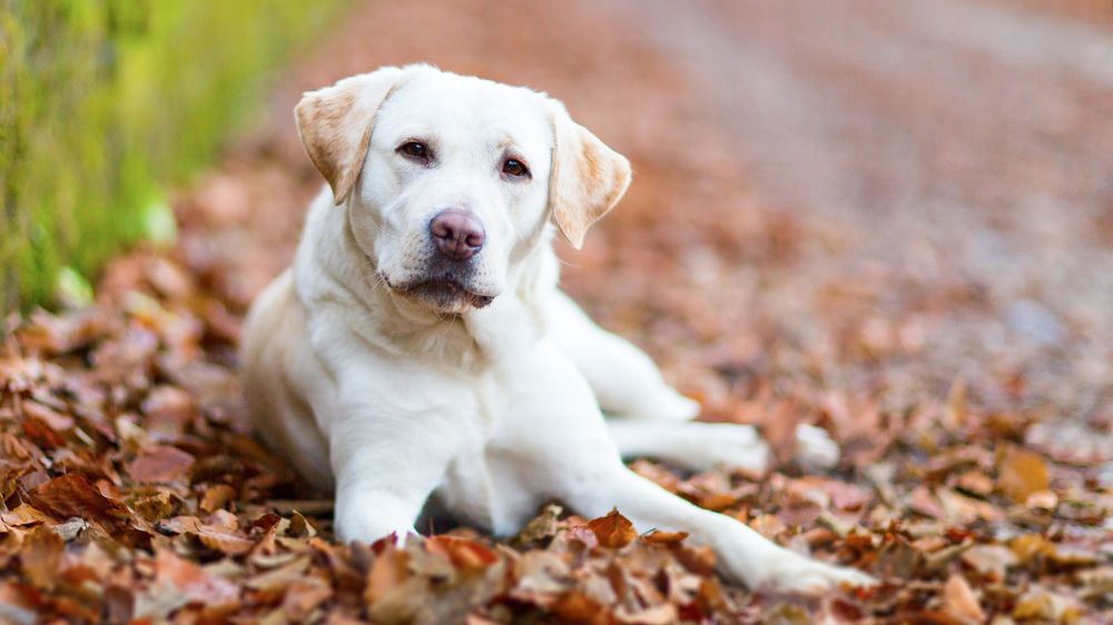 Mobile Dog Pet Grooming - pet boarding facility in Las Vegas, NV