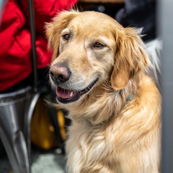 Sailing Goat Restaurant - Dog-friendly Patio (that's Maggie btw :) - Seafood Near Me - Richmond, California Sailing Goat Restaurant - Dog-friendly Patio (that's Maggie btw :) - Seafood Near Me - Richmond, California