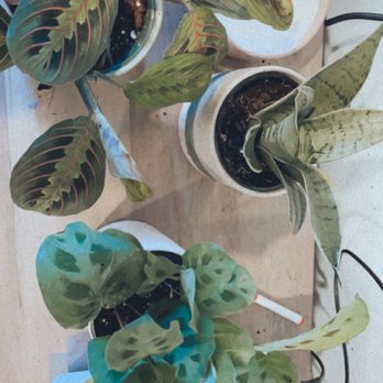 Knots & Found - My 2 prayer plants and a snake plant all with beautiful decorative pots . - Nurseries & Gardening Near Me - Martinez, California