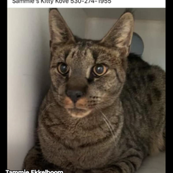 Sammie's Friends