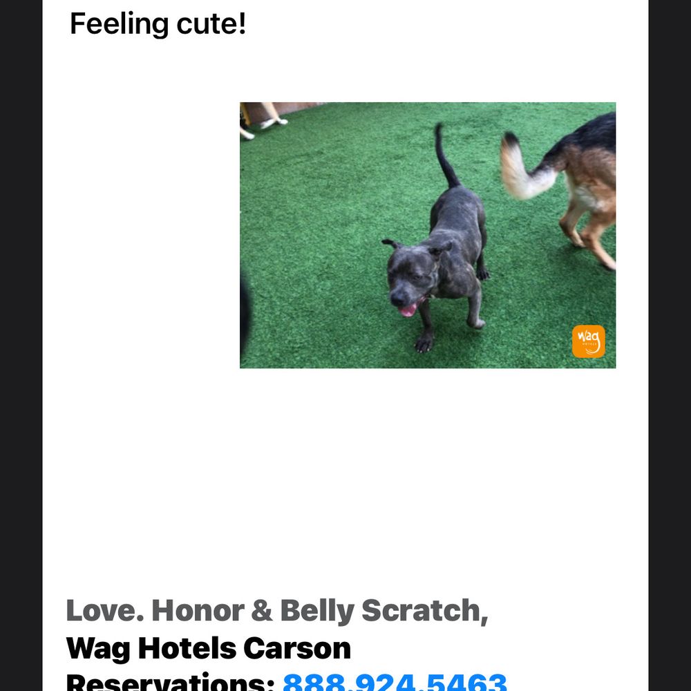 Wag Hotels - Carson - playing around - Pet Training Near Me - Carson, California Wag Hotels - Carson - playing around - Pet Training Near Me - Carson, California