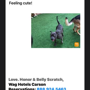 Wag Hotels - Carson - playing around - Pet Training Near Me - Carson, California