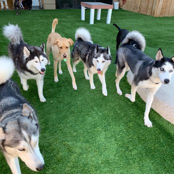 Camp Run-A-Mutt Houston Energy Corridor - Artoo and his husky friends. - Pet Sitting Near Me - Houston, Texas Camp Run-A-Mutt Houston Energy Corridor - Artoo and his husky friends. - Pet Sitting Near Me - Houston, Texas