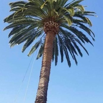 Pablo’s Tree Service - clean canarian palm - Tree Services Near Me Pablo’s Tree Service - clean canarian palm - Tree Services Near Me