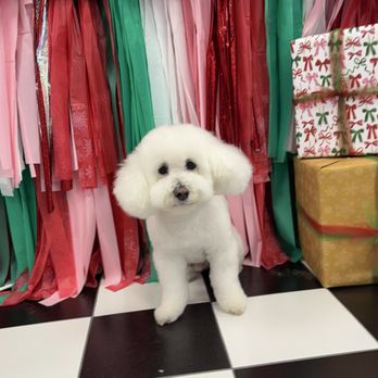 Creative Paw Spa - Pet Groomers Near Me