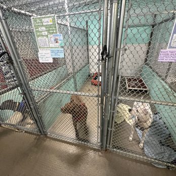 Abandoned Pet Rescue - Animal Shelters Near Me - Fort Lauderdale, Florida
