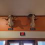 Photo of National Bighorn Sheep Center