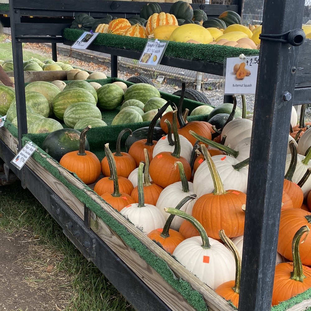 Windy Springs Farm - Pumpkins and watermelons. - Farmers Market Near Me - Quakertown, Pennsylvania Windy Springs Farm - Pumpkins and watermelons. - Farmers Market Near Me - Quakertown, Pennsylvania
