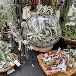 Gardens of Babylon Landscapes - Airplants