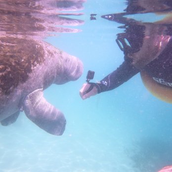 Fun 2 Dive Manatee Tours - Snorkeling Near Me - Crystal River, Florida