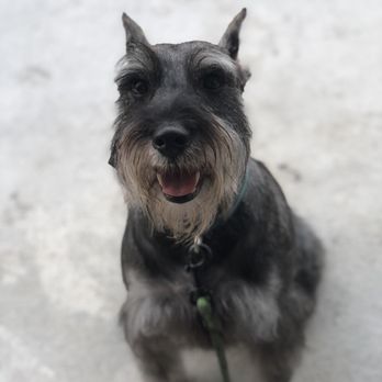 The vanity fur - My boy Storm was SO happy to see Nadia! - Pet Groomers Near Me The vanity fur - My boy Storm was SO happy to see Nadia! - Pet Groomers Near Me