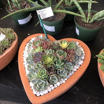Blvd Nursery - Perfect for Valentines Day! - Nurseries & Gardening Near Me - Pasadena, California Blvd Nursery - Perfect for Valentines Day! - Nurseries & Gardening Near Me - Pasadena, California