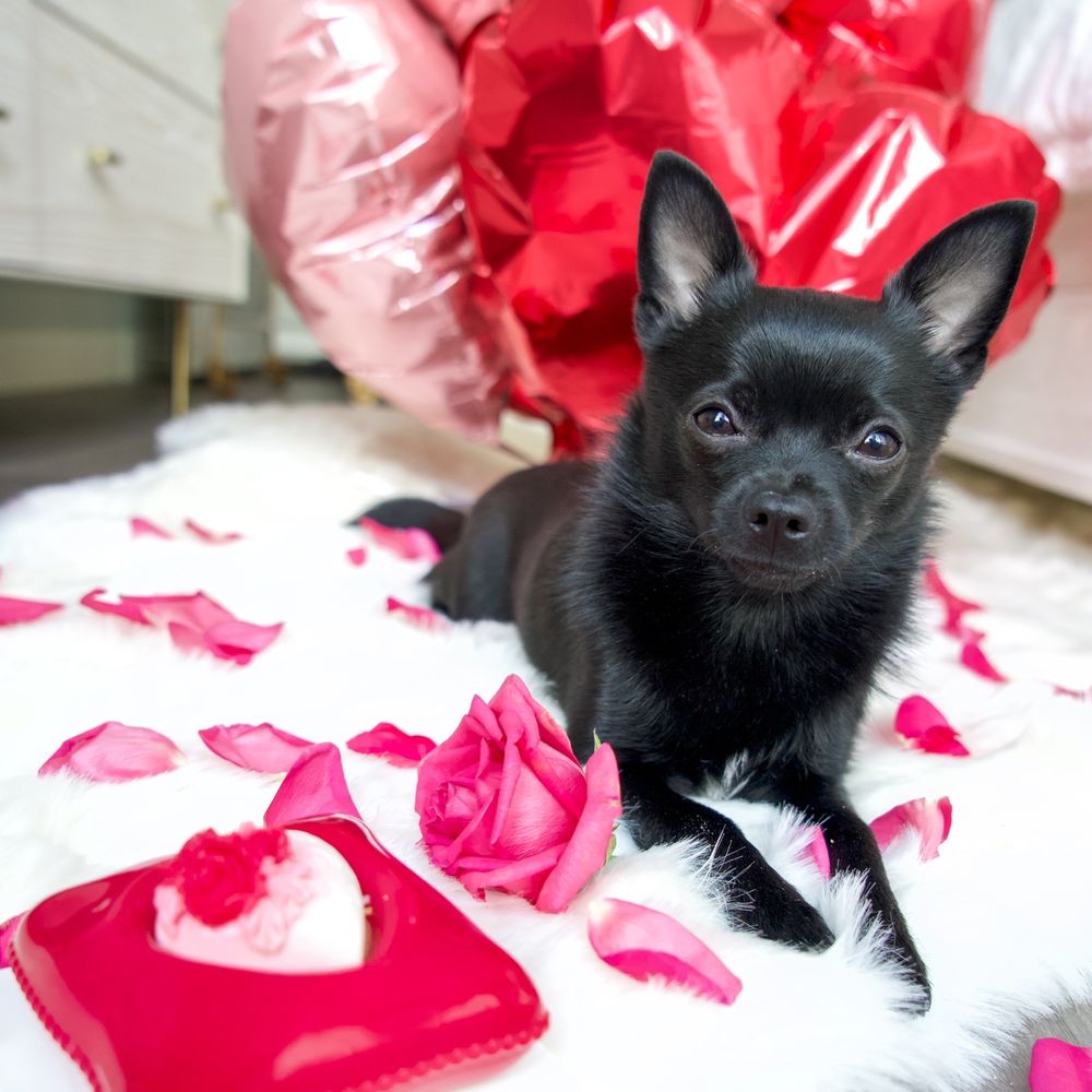 Mishka - Valentine special cake from Mishka - Pet Stores Near Me - San Francisco, California Mishka - Valentine special cake from Mishka - Pet Stores Near Me - San Francisco, California