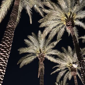 Live Aloha Landscapes - palm trees lit up at night - Landscape Architects or Designers Near Me Live Aloha Landscapes - palm trees lit up at night - Landscape Architects or Designers Near Me