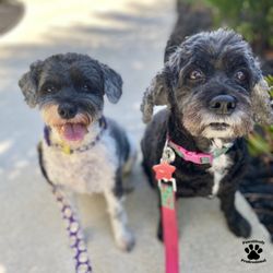 Pawsitively Professional Pet Services LLC - Puna & Ritzie love exploring downtown together!