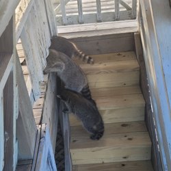 Sun Realty - They were very curious trash pandas.