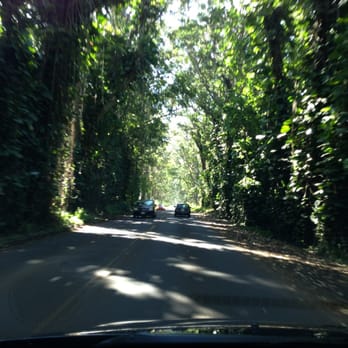 Maluhia Road Tree Tunnel - Pretty neat although there are multiple areas like this on the island where the canopy covers the road. - Landmarks & Historical Buildings Near Me Maluhia Road Tree Tunnel - Pretty neat although there are multiple areas like this on the island where the canopy covers the road. - Landmarks & Historical Buildings Near Me
