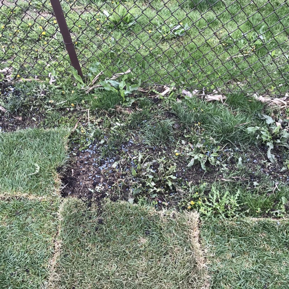 Sod not completed. Weeds still there so yard not graded properly. Sod not completed. Weeds still there so yard not graded properly.