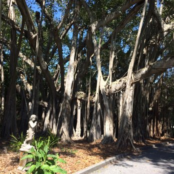 The Ringling - Banyan tree in gardens - Art Museums Near Me - Sarasota, Florida The Ringling - Banyan tree in gardens - Art Museums Near Me - Sarasota, Florida