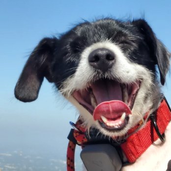 Avid K9 - Pet Training Near Me