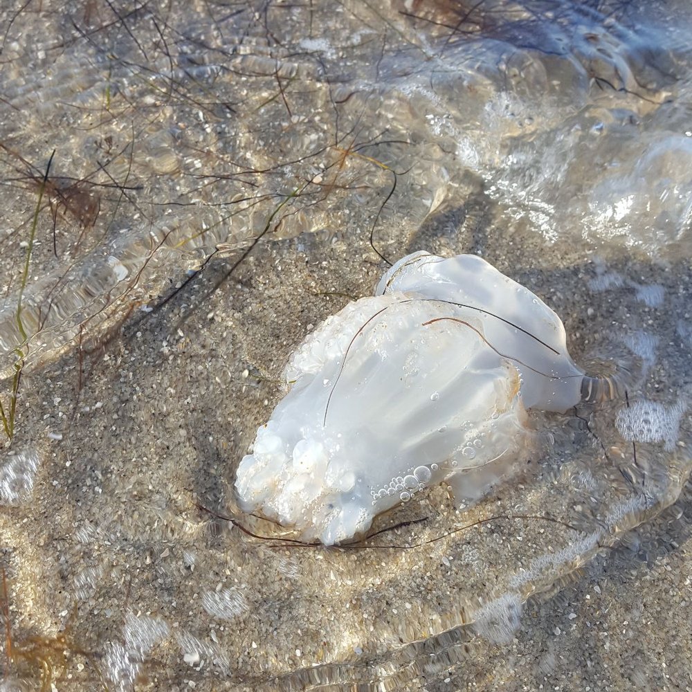 Springer's Point Preserve - Dead jelly - Hiking Near Me - Ocracoke, North Carolina Springer's Point Preserve - Dead jelly - Hiking Near Me - Ocracoke, North Carolina