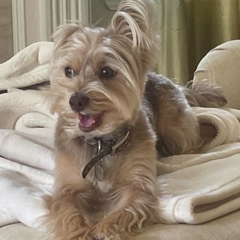 88 Pet Spa - Biscuit and his new haircut! - Pet Groomers Near Me - Reseda , California