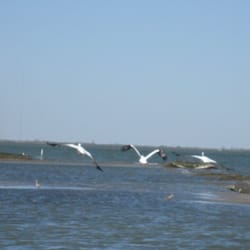 Hal Newsom's Airboat Tours