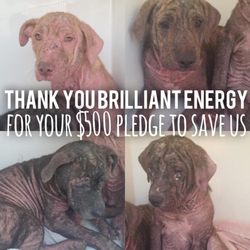 Brilliant Energy - Brilliant Energy pledge $500 dollars to these poor dogs! What a generous company!
