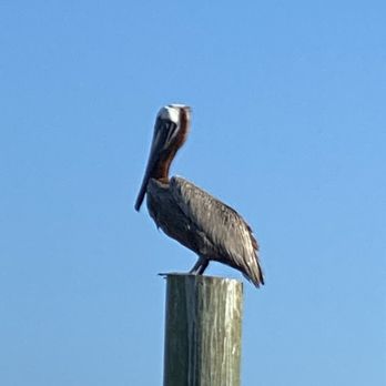 SmacNally's - Local birds - Seafood Near Me - Ocracoke, North Carolina