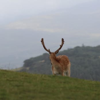 Welsh Mountain Zoo - Zoos Near Me - Colwyn Bay, CWY Welsh Mountain Zoo - Zoos Near Me - Colwyn Bay, CWY
