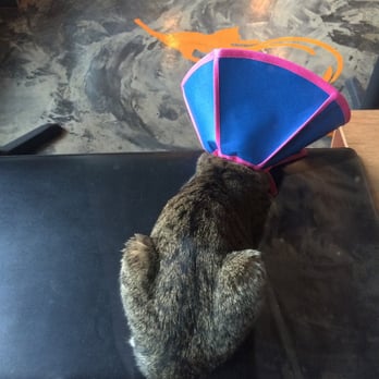 Seattle Meowtropolitan - So cute - Themed Cafes Near Me - Seattle, Washington Seattle Meowtropolitan - So cute - Themed Cafes Near Me - Seattle, Washington