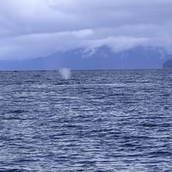 Hoonah Travel Adventures - Whale exhale
