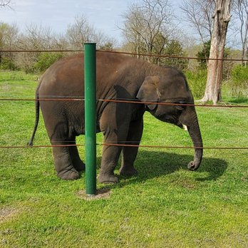 Endangered Ark Foundation - Baby - Community Service/Non-Profit Near Me