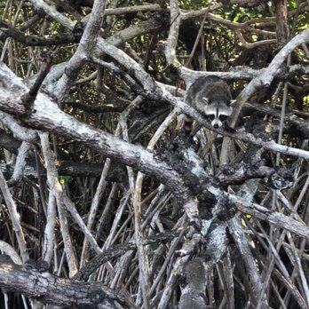Everglades Excursions - Tours Near Me - Naples, Florida Everglades Excursions - Tours Near Me - Naples, Florida
