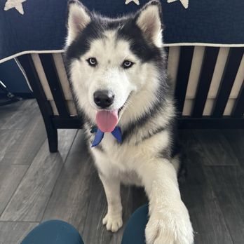 Very Important Puppy - Pet Groomers Near Me Very Important Puppy - Pet Groomers Near Me
