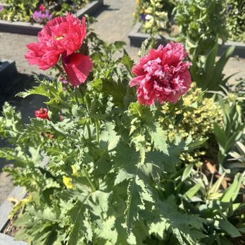 The Flower Fields - Flowers - Venues & Event Spaces Near Me - Carlsbad, California